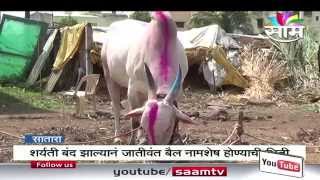 Bull lover Dhanaji Shinde [upl. by Darius]