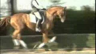 FNLehrfilm DVD Teil 32 Dressur  Die Skala der Ausbildung  Dressage  The Scale of Training [upl. by Neelyam240]