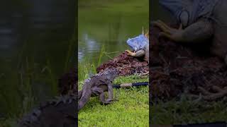 🦎Apariencia imponente🦎animals faunasalvaje especies naturaleza iguana [upl. by Aneema16]