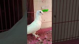 White Satinette pigeon pigeon fancypigeon birds birdslover shorts shortvideo viralshorts [upl. by Annoeik]