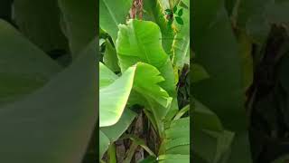 Erwinia rot in banana agriculture farming agriculturefarming banana farmer viral shortvideo [upl. by Thapa]