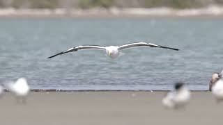 Southern blackbacked gull gliding [upl. by Godbeare]