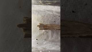 Drywood termites VS crazy ants [upl. by Claire]