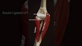 The Supinator muscle originates from the Lateral epicondyle of humerus humananatomy trending [upl. by Tiras440]