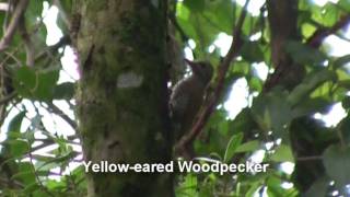 Birds of Brazil  Woodpeckers Woodcreepers Foliagegleaners [upl. by Moises]