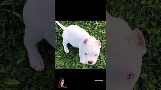 ￼Pitbull dog 👑lovers status 🔥 video  Pitbull dog WhatsApp status 🤔🔥 Sakta Hai India King habitual [upl. by Llehcsreh]