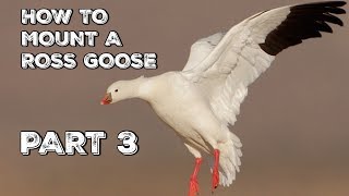 TAXIDERMY  HOW TO Mount WATERFOWL PT 3 [upl. by Nelia]