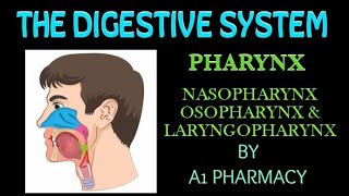 Pharynxnasopharynx oropharynx amp laryngopharynx the digestive system 5 [upl. by Haral]