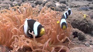 diving CANDIDASA  Balis magnificent underwater world [upl. by Ida441]