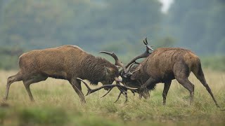 Le Brame du cerf  Het Burlen van de herten [upl. by Jolie23]