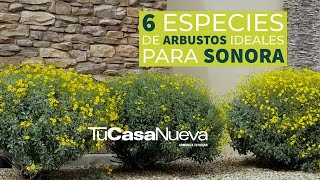 ¿Sabías que Sonora tiene más de 100 especies de flora nativa a la región [upl. by Sialac]