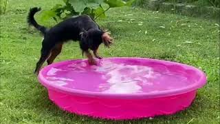 Master of None Media Presents  Aliyah the King Charles Spaniel in Pool Time [upl. by Fitz]