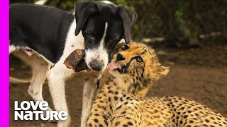 Cheetah And Dog Are Best Friends  Oddest Animal Friendship  Love Nature [upl. by Ttennaj]