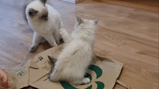 Ragdoll kittens wrestling each other [upl. by Khalsa]