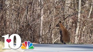 Loose pet wallaby seen hopping across LMUs campus [upl. by Gasparo463]