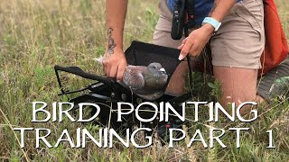 Pointing Birds Upland Bird Dog Training  Part 1 [upl. by Noivart]