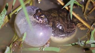 Anfíbios vocalizando  amphibians vocalizing [upl. by Oicnanev]