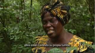 Filme en tributo a Wangari Maathai [upl. by Githens]