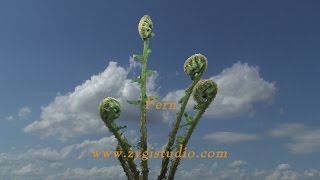 Timelapse of Fern Plant Unroling New Fronds [upl. by Terese738]