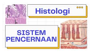 Histologi Saluran Cerna Traktus Digestivus  Alimentari  Sistem Pencernaan [upl. by Samau]