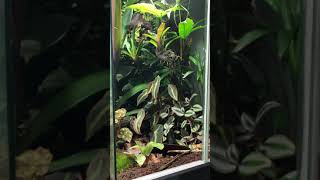 Ranitomeya imitator Varadero Terrarium [upl. by Linnell]