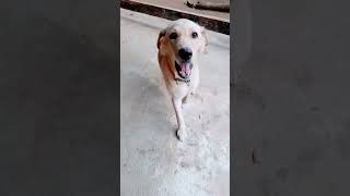 Tinaa😁🐕 bass music remix dog doglover foryou srilanka2024 viralvideo trending පැතුමා [upl. by Llamaj]