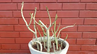 Best way to grow Adenium from cutting [upl. by Luemas724]