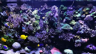 Another Look At A Beautiful 340 Gallon SPS Reef Tank [upl. by Aenat983]