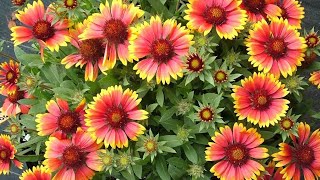 Gaillardia Flowergaillardianaturebeautifulflowersshortvideonaturebeautychannelnaturbeauty [upl. by Nanni]