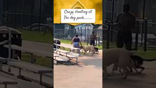 Dog fight at Dog park leads to shooting dog [upl. by Favin946]