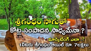 శ్రీగంధం సాగుతో కోట్ల సంపాదన సాధ్యమేనా   Success story of Sandalwood farming  Karshaka Mitra [upl. by Anol834]