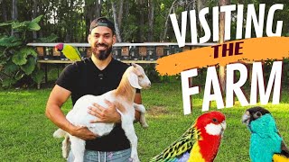 The Parrots are finally HERE  Hooded Parrot Rosellas Plumheads and more 🦜 [upl. by Nitaf211]