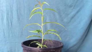 Phototropism Science Experiment at home [upl. by Nirred]