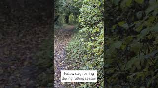 Fallow stag roaring during rutting season shorts short nature naturevideo deer woodland [upl. by Adnanref772]