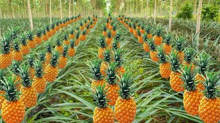 Pineapple Farming  अनानास की खेती  Ananas ki kheti kaise karen  cultivation of Pineapple in India [upl. by Fredie]