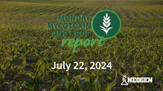 Monday Mycotoxin and Crop Report for July 22 2024 [upl. by Giordano636]