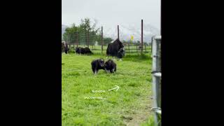 As Amanda Rose Warren would say Musk Ox Hair Dont Care alaska muskox farmlife [upl. by Akkin106]