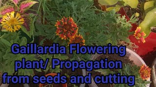 Gaillardia flowering Plants Care and Propagation [upl. by Mehala831]