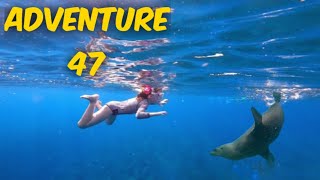 Family Adventure KIDS swimming with SEALS and DOLPHINS [upl. by Ylurt]