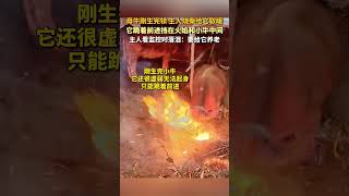 母牛剛生完犢主人燒柴給它取暖，它跪著前進擋在火焰和小牛中間，主人看監控時落淚：要給它養老 [upl. by Sidonnie]