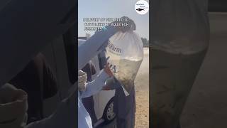 Pangasius Fish Seed 🐬 Delivery to Customers by AquaTech Fisheries shorts business viral biofloc [upl. by Ojillib]