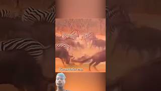 animalsvideo😱😱 youtubeshorts tigerlife wildtiger yourpet comedy tigerfamilylife musiclyrics [upl. by Pam421]