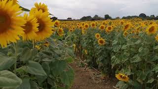 Friday 22nd July 2022 Writtle Sunflowers Pooty Pools Farm Chelmsford [upl. by Frasch]