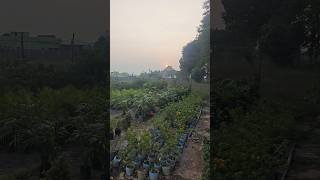 Nursery variety of plants including flowers shrubs trees vegetables herbs and indoor plants [upl. by Aifoz]