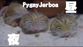 Pygmy Jerboa昼と夜 [upl. by Acul]