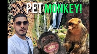 Monkeying Around at Moroccos Ouzoud Falls morocco africa [upl. by Neibart673]