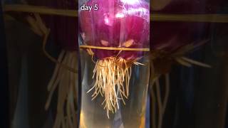 TIME LAPSE onion growing for 17 days in 12 seconds  more videos on seedlapse [upl. by Clarita]