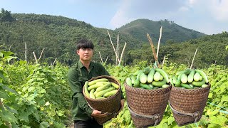 720 days living in the forest picking cucumbers grilling meat and selling it at the market [upl. by Ruford913]