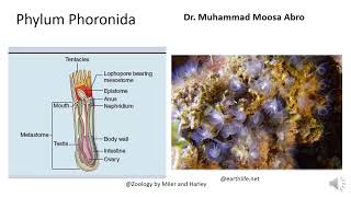 Phylum Phoronida [upl. by Nuahc]