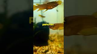 Check out these Gold Panchax Fish 🐠✨ [upl. by Placida]